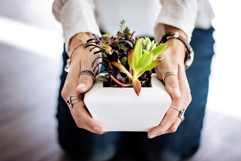 Mystical Plant Care